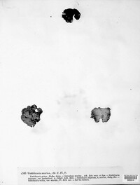 Umbilicaria grisea image